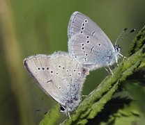 Dvergblåvinge (Cupido minimus)