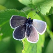 Small Blue (Cupido minimus)