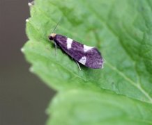 Currant-shoot Borer (Lampronia capitella)