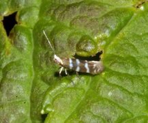 Argyresthia trifasciata