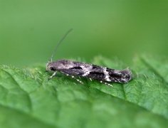 Kentish Cosmet (Mompha sturnipennella)