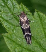 Mompha sturnipennella