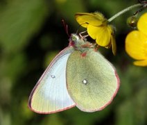 Moorland Clouded Yellow (Colias palaeno)