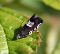 Triple-stripe Piercer (Grapholita compositella)