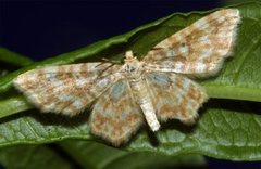 Small Yellow Wave (Hydrelia flammeolaria)