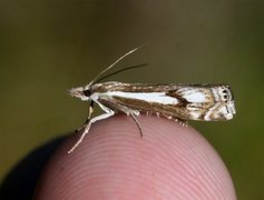 Myrnebbmott (Crambus alienellus)