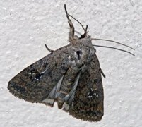 Pale Mottled Willow (Caradrina clavipalpis)