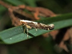 Apple Fruit Moth (Argyresthia conjugella)