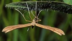 Tveskjeggveronikafjærmøll (Stenoptilia pterodactyla)