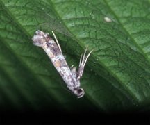 Lilac Leafminer (Gracillaria syringella)