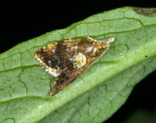 Yellow-spot Tortrix (Pseudargyrotoza conwagana)