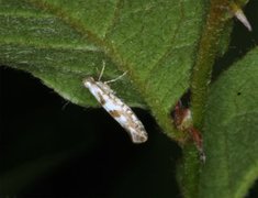 Gold Rowan Argent (Argyresthia sorbiella)