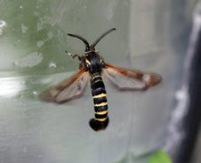 Raspberry Clearwing (Pennisetia hylaeiformis)
