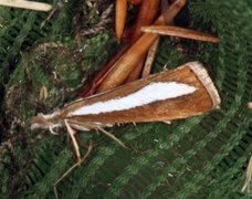 Pearl-band Grass Veneer (Catoptria margaritella)