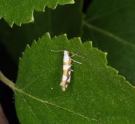 Gold-ribbon Argent (Argyresthia brockeella)