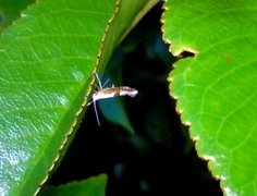 Kirsebærmøll (Argyresthia pruniella)