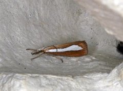Pearl-band Grass Veneer (Catoptria margaritella)