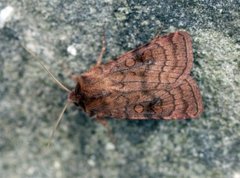 Six-striped Rustic (Xestia sexstrigata)