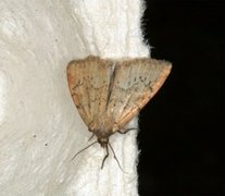 Small Dotted Buff (Photedes minima)