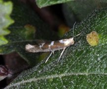 Sallow Argent (Argyresthia pygmaeella)