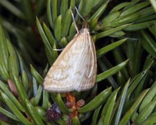 Pale Straw Pearl (Udea lutealis)