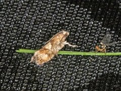Spruce Bud Moth (Zeiraphera ratzeburgiana)