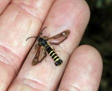 Raspberry Clearwing (Pennisetia hylaeiformis)