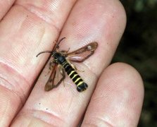 Bringebærglassvinge (Pennisetia hylaeiformis)