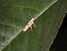 Kirsebærmøll (Argyresthia pruniella)