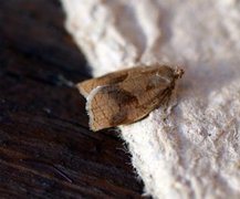 Rose Tortrix (Archips rosana)