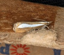 Pearl-band Grass Veneer (Catoptria margaritella)