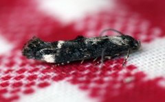 Large Dark Cosmet (Mompha conturbatella)