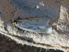 Dotted Shade (Eana osseana)