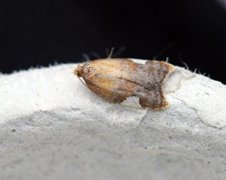 Rød flatvikler (Acleris holmiana)