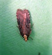 Large Purple Flat-body (Agonopterix liturosa)
