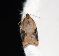 Jordbær-/buskflatvikler (Acleris comariana/laterana)