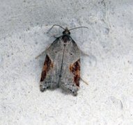 Jordbær-/buskflatvikler (Acleris comariana/laterana)