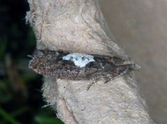 Grå kveldvikler (Epinotia brunnichana)