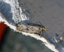 Angelica Flat-body (Agonopterix angelicella)