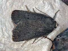 Mouse Moth (Amphipyra tragopoginis)