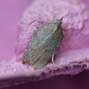 Grå-/konkavflatvikler (Acleris effractana/emargana)