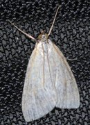 Pale Straw Pearl (Udea lutealis)