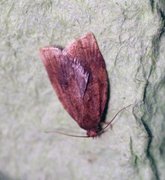 Rose Tortrix (Archips rosana)