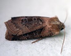 Kobberfly (Chersotis cuprea)