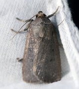 Mouse Moth (Amphipyra tragopoginis)