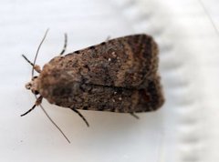 Pale Mottled Willow (Caradrina clavipalpis)
