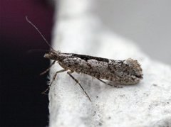 Ypsolopha vittella