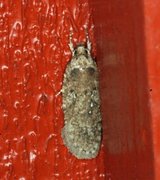 Agonopterix ciliella/heracliana