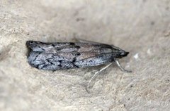 Melsmalmott (Ephestia kuehniella)