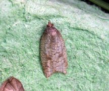 Nettflatvikler (Acleris rhombana)